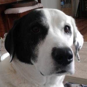 Meet your Posher, Lucy